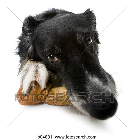 Dog lying down on rawhide bone View Large Photo Image Stock Image - Dog lying down on rawhide bone. Fotosearch