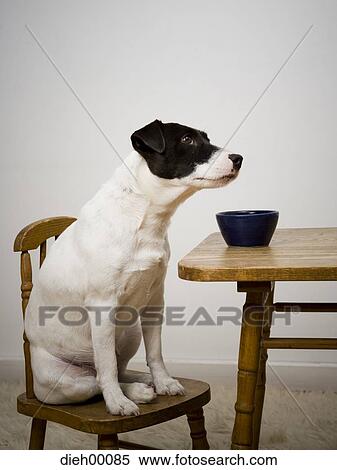 Dog sitting on a chair at a table View Large Photo Image Stock Photography - Dog sitting on a chair at a table. Fotosearch