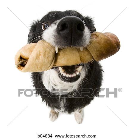 Picture - Dog with rawhide bone from above. Fotosearch