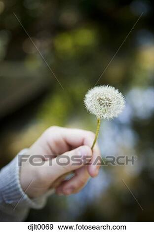 Stock Photo - Female hand with dandelion. Fotosearch