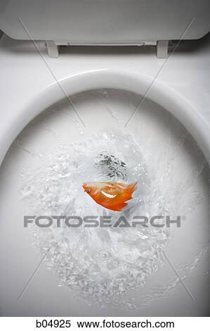 Flushing goldfish down toilet bowl View Large Photo Image Stock Photography - Flushing goldfish down toilet bowl. Fotosearch