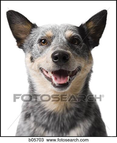 Stock Image - German shepherd face. Fotosearch