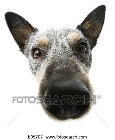 German shepherd face View Large Photo Image Stock Photo - German shepherd face. Fotosearch