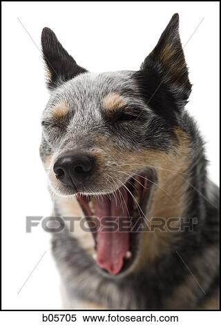 German shepherd face View Large Photo Image Stock Photography - German shepherd face. Fotosearch