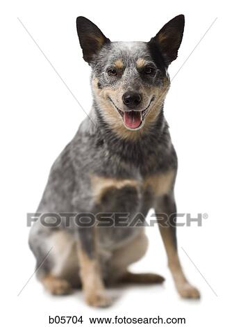 German shepherd sitting View Large Photo Image Picture - German shepherd sitting. Fotosearch