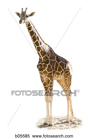 Giraffe standing outdoors View Large Photo Image Stock Photography - Giraffe standing outdoors. Fotosearch