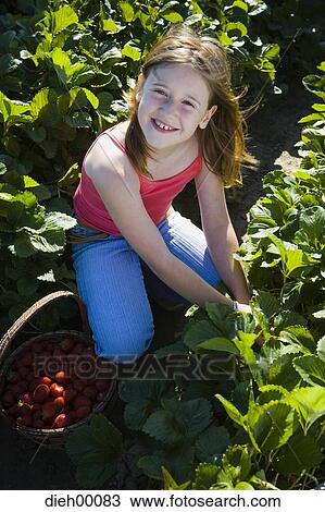 Girl picking strawberries View Large Photo Image Stock Image - Girl picking strawberries. Fotosearch