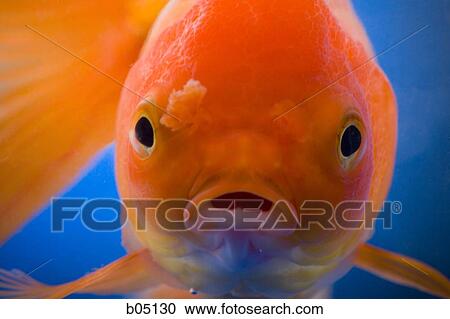 Goldfish closeup View Large Photo Image Stock Image - Goldfish closeup. Fotosearch