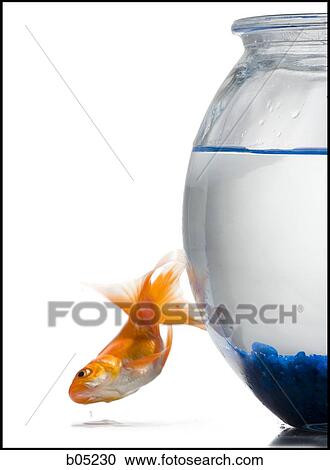 Goldfish falling beside fish bowl View Large Photo Image Stock Image - Goldfish falling beside fish bowl. Fotosearch