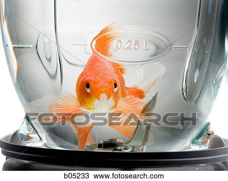 Goldfish in blender with water View Large Photo Image Stock Image - Goldfish in blender with water. Fotosearch