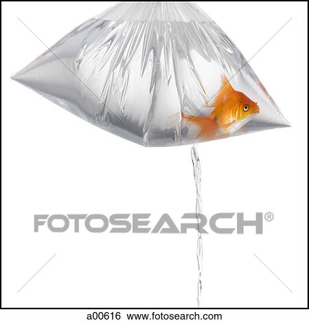 Goldfish in plastic bag leaking water View Large Photo Image Stock Photograph - Goldfish in plastic bag leaking water. Fotosearch