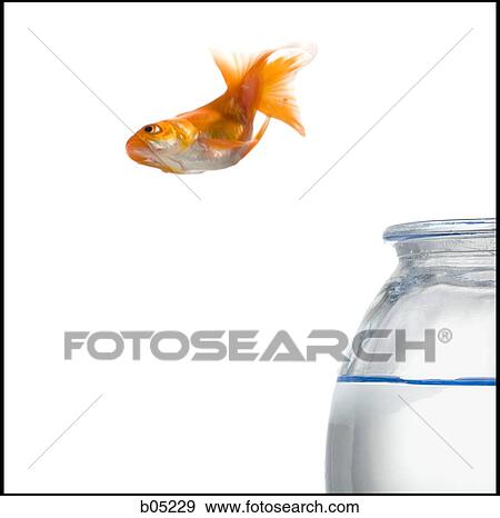 Goldfish jumping out of fish bowl View Large Photo Image Stock Photo - Goldfish jumping out of fish bowl. Fotosearch