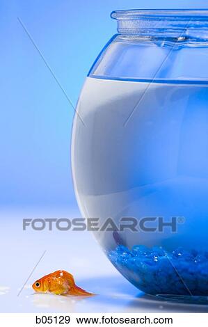 Goldfish lying beside fish bowl View Large Photo Image Stock Photo - Goldfish lying beside fish bowl. Fotosearch