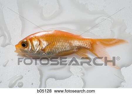 Goldfish lying down in puddle of water View Large Photo Image Stock Photo - Goldfish lying down in puddle of water. Fotosearch