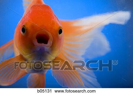 Stock Image - Goldfish swimming. Fotosearch