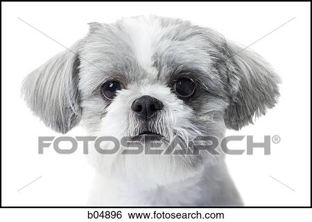 Head shot of a small dog View Large Photo Image Stock Photograph - Head shot of a small dog. Fotosearch