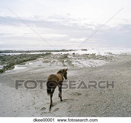 Horse on beach View Large Photo Image Stock Image - Horse on beach. Fotosearch