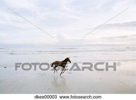 Stock Image - Horse running on beach. Fotosearch
