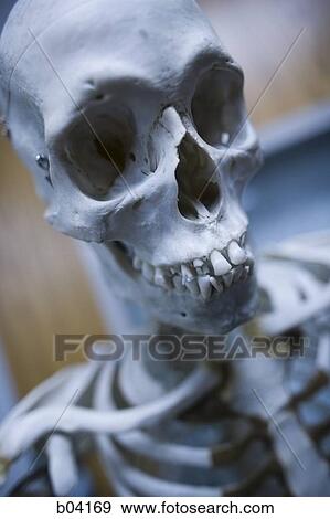 Stock Photo - Human Skeleton. Fotosearch