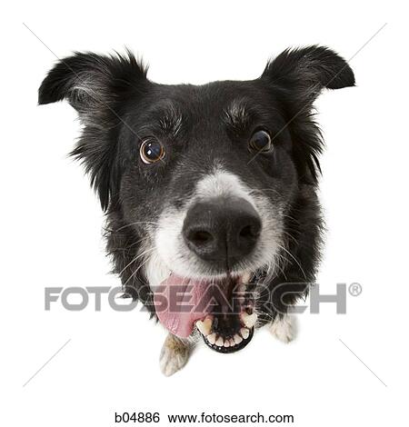 Looking down at dog with tongue out View Large Photo Image Stock Photograph - Looking down at dog with tongue out. Fotosearch