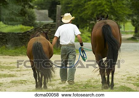Man walking horses View Large Photo Image Stock Photo - Man walking horses. Fotosearch