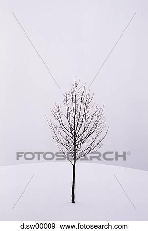 Stock Photo - One tree in winter. Fotosearch