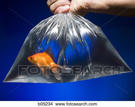 Plastic bag with goldfish View Large Photo Image Picture - Plastic bag with goldfish. Fotosearch