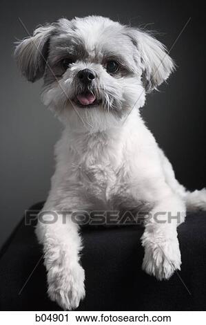 Portrait of a small dog View Large Photo Image Stock Image - Portrait of a small dog. Fotosearch