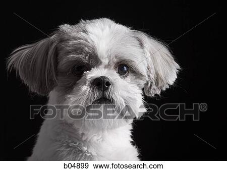Portrait of a small dog with black background View Large Photo Image Stock Photo - Portrait of a small dog with black background. Fotosearch