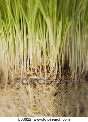 Portrait of grass View Large Photo Image Stock Image - Portrait of grass. Fotosearch