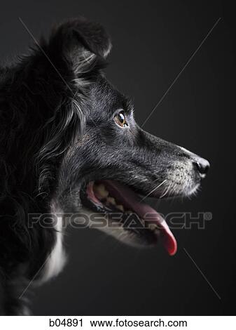 Profile of a black dog View Large Photo Image Stock Image - Profile of a black dog. Fotosearch