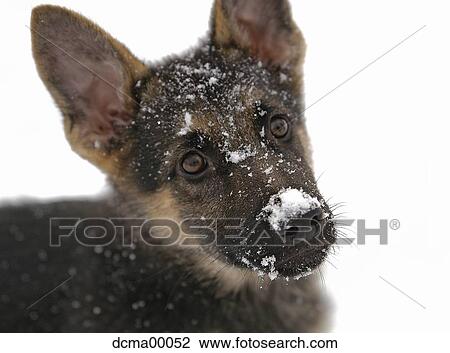 Stock Image - Puppy with snow on snout. Fotosearch