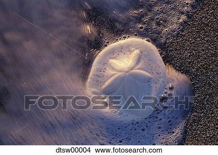 Sand dollar washing up on sandy beach View Large Photo Image Picture - Sand dollar washing up on sandy beach. Fotosearch
