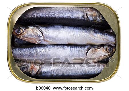 Sardines in a tin View Large Photo Image Stock Image - Sardines in a tin. Fotosearch