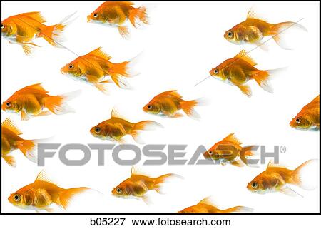 School of goldfish View Large Photo Image Stock Photo - School of goldfish. Fotosearch