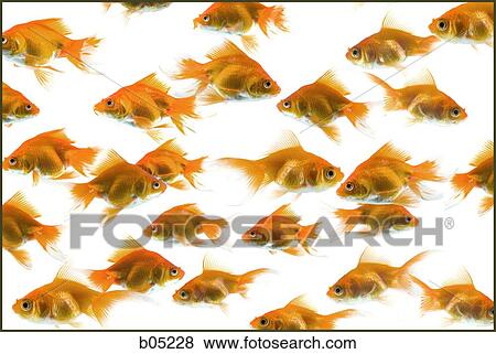 Stock Photo - School of goldfish. Fotosearch