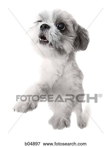 Small dog standing View Large Photo Image Stock Photo - Small dog standing. Fotosearch