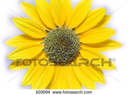Sunflowers View Large Photo Image Picture - Sunflowers. Fotosearch