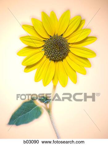 Sunflowers View Large Photo Image Stock Image - Sunflowers. Fotosearch