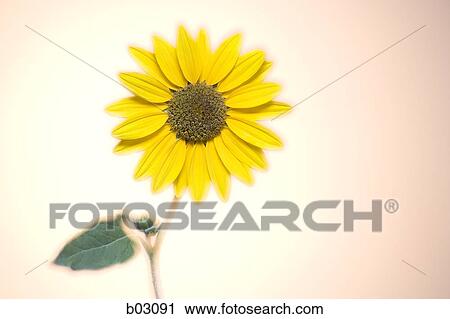 Sunflowers View Large Photo Image Stock Image - Sunflowers. Fotosearch