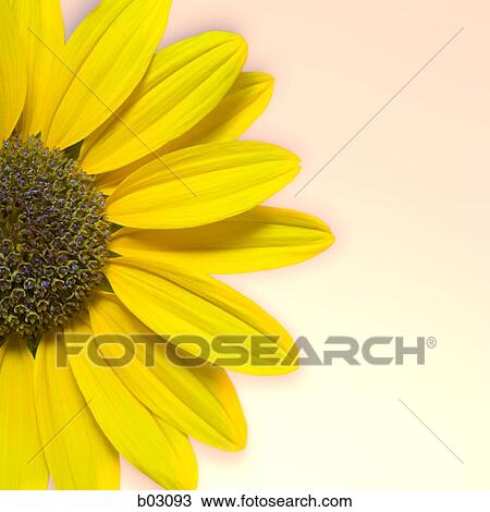 Sunflowers View Large Photo Image Stock Image - Sunflowers. Fotosearch