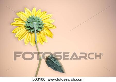 Stock Image - Sunflowers. Fotosearch