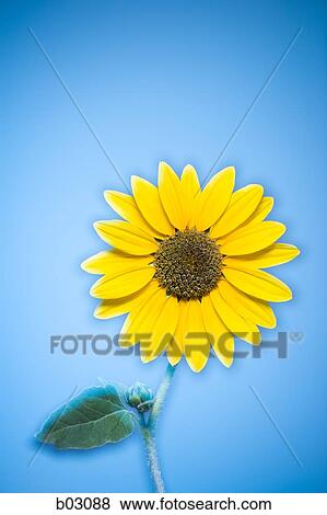 Sunflowers View Large Photo Image Stock Photo - Sunflowers. Fotosearch