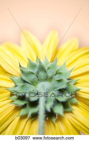 Sunflowers View Large Photo Image Stock Photo - Sunflowers. Fotosearch