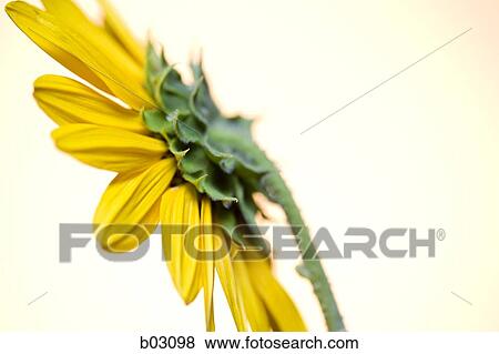 Sunflowers View Large Photo Image Stock Photo - Sunflowers. Fotosearch