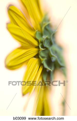 Sunflowers View Large Photo Image Stock Photo - Sunflowers. Fotosearch