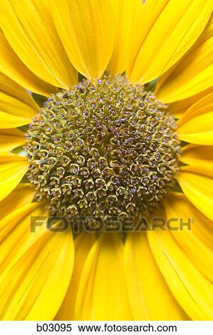 Sunflowers View Large Photo Image Stock Photography - Sunflowers. Fotosearch