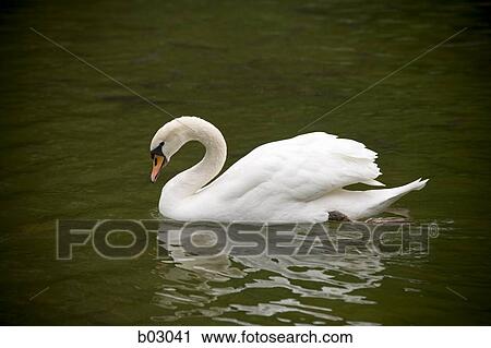 Swan View Large Photo Image Stock Image - Swan. Fotosearch