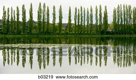 Tall trees and houses along river View Large Photo Image Stock Photo - Tall trees and houses along river. Fotosearch