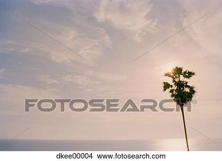Tree sky and water View Large Photo Image Picture - Tree sky and water. Fotosearch